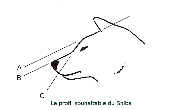Schema du profil d'un shiba inu - tête correcte