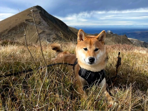 Photo d'une femelle shiba rousse à la montagne
