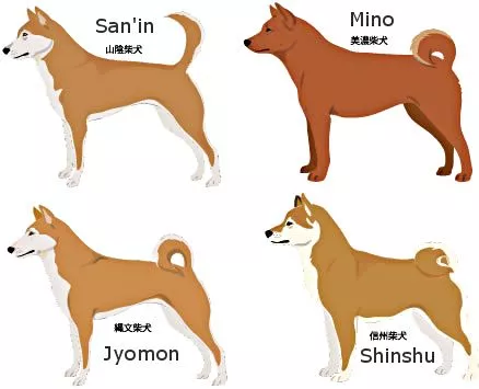 Les différents types de shiba inu