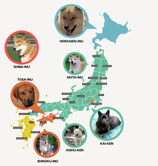 Carte shiba et chiens japonais