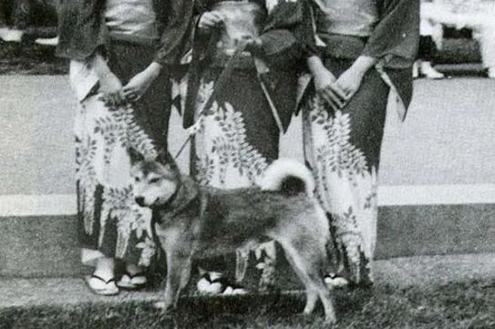 Photo historique shiba inu